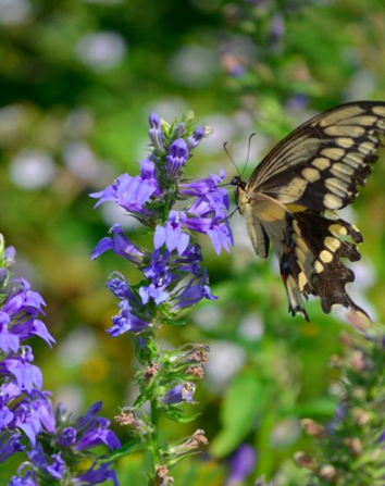 image from Native Plants