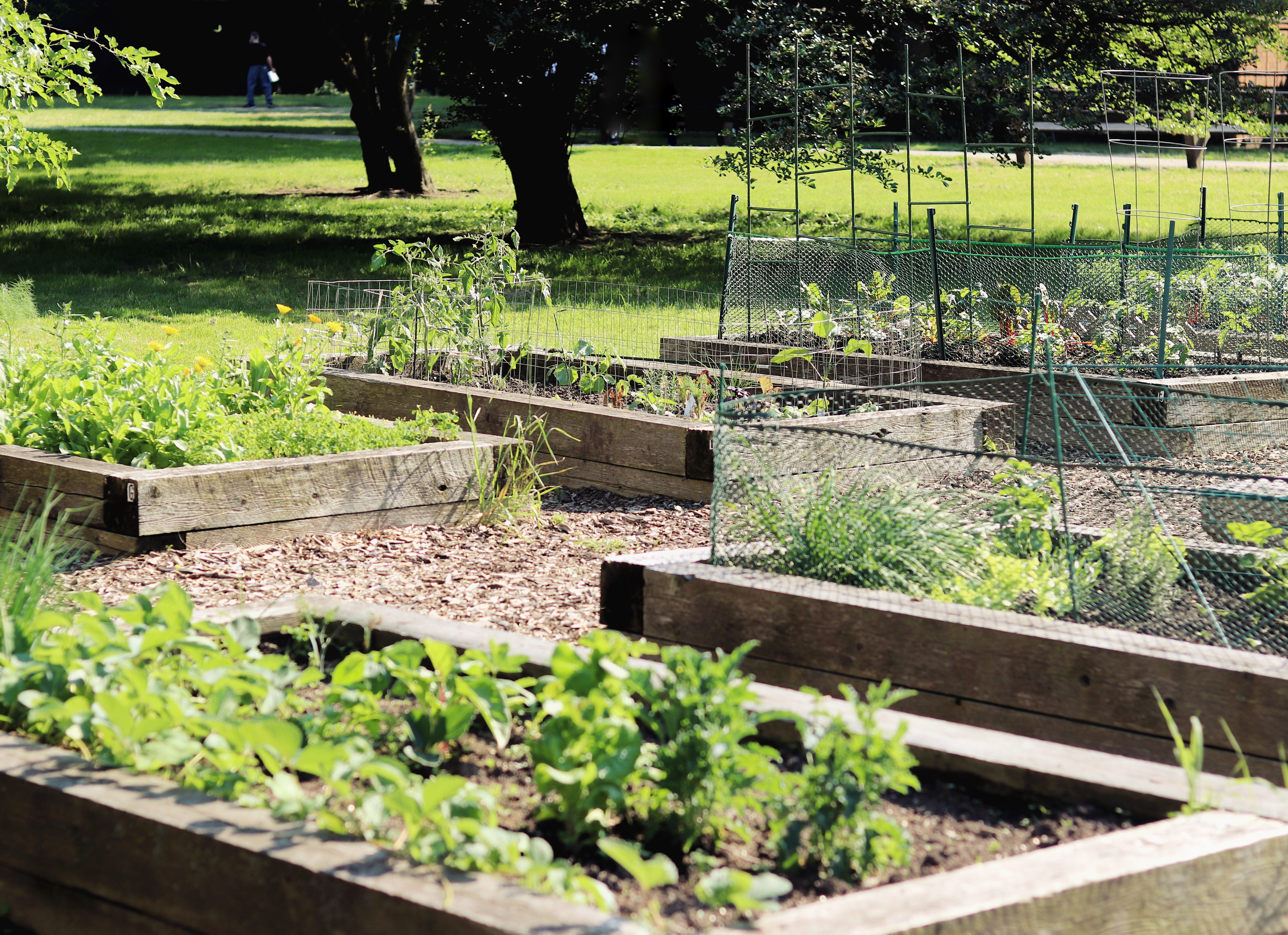 community garden plots